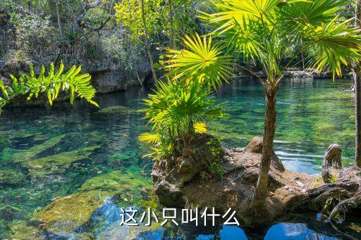 这小只叫什么