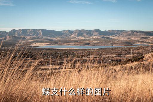 蜈支什么样的图片