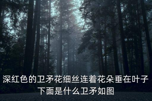 深红色的卫矛花细丝连着花朵垂在叶子下面是什么卫矛如图