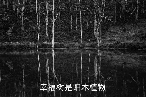 幸福树是阳木植物