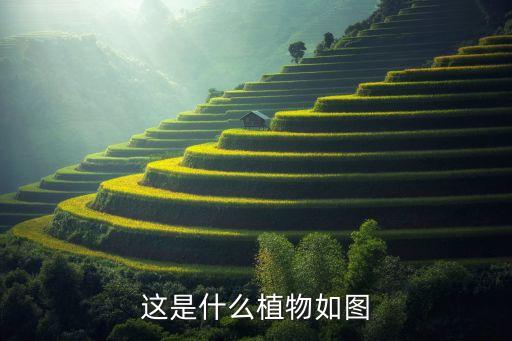 这是什么植物如图