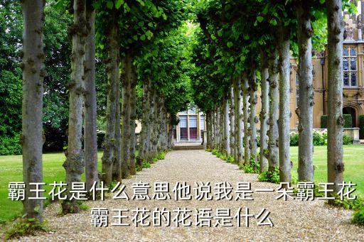 霸王花是什么意思他说我是一朵霸王花霸王花的花语是什么