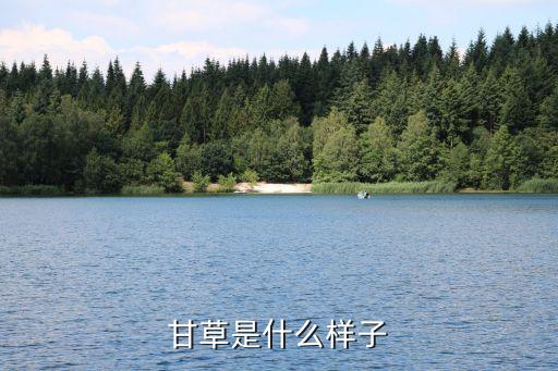 甘草是什么样子