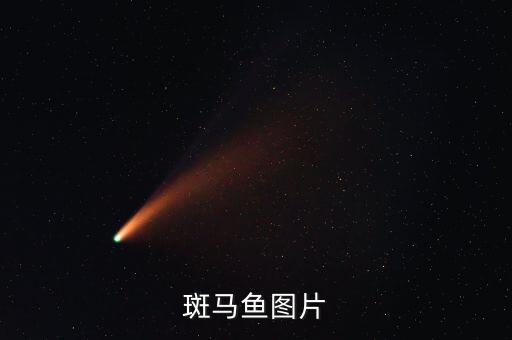 斑马鱼，斑马鱼的照片