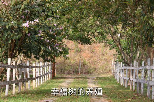 幸福树的养殖