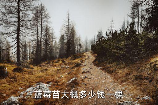 蓝莓苗大概多少钱一棵