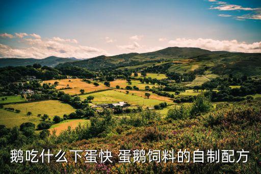 鹅吃什么下蛋快 蛋鹅饲料的自制配方