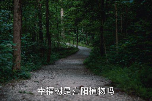 幸福树是喜阳植物吗