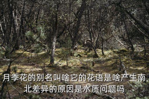 月季花的别名叫啥它的花语是啥产生南北差异的原因是水质问题吗