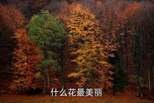 美丽的花，什么花最美丽