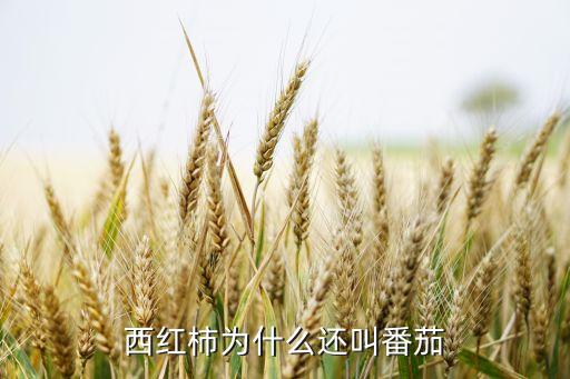 西红柿为什么还叫番茄