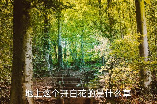 碎米荠，请问这是啥植物