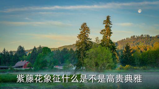紫藤花的寓意，紫藤花的含义
