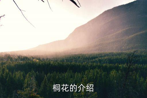 桐花的介绍