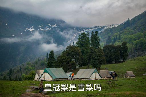 皇冠梨是雪梨吗