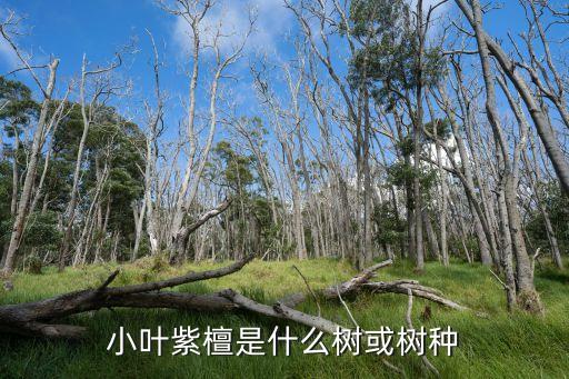 小叶紫檀是什么树或树种