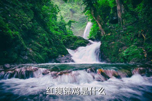 红腹锦鸡，红腹锦鸡是不是国家一级保护动物