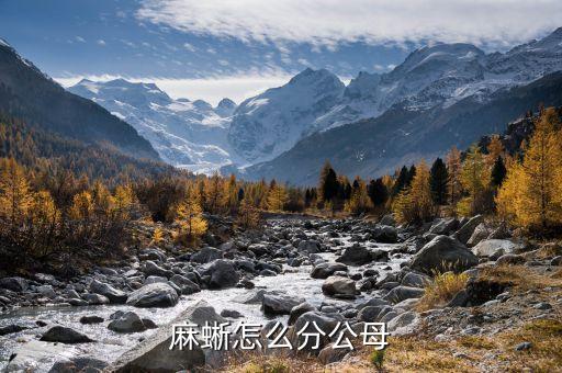 麻蜥怎么分公母