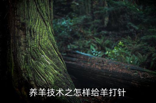 养羊技术之怎样给羊打针