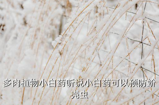 多肉植物小白药听说小白药可以预防蚧壳虫