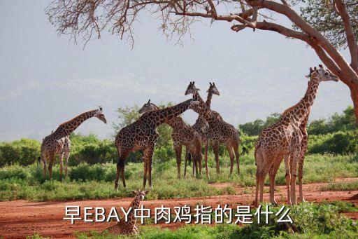 肉鸡是什么意思，网络中所谓的肉鸡是什么意思