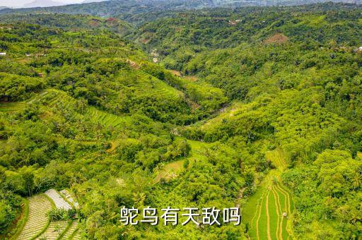 鸵鸟的天敌是什么，鸵鸟的天敌是什么