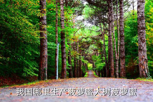 我国哪里生产菠萝蜜大树菠萝蜜