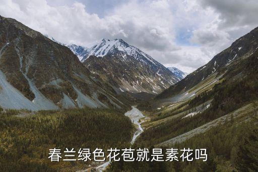 春兰绿色花苞就是素花吗