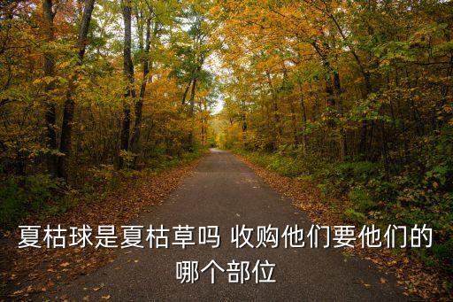 夏枯球，夏枯球是夏枯草吗 收购他们要他们的哪个部位