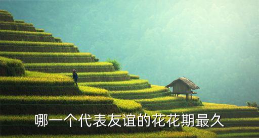 百日草花期，哪一个代表友谊的花花期最久