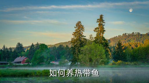 怎么养鱼，如何养鱼请大家帮忙