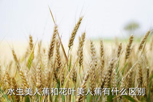 水生美人蕉和花叶美人蕉有什么区别