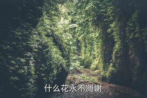 什么花永不凋谢