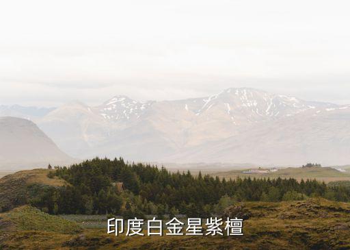 印度白金星紫檀