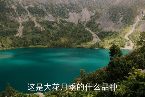 黑伍德月季，这是月季吗