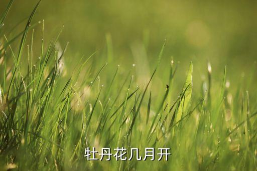 牡丹花几月开