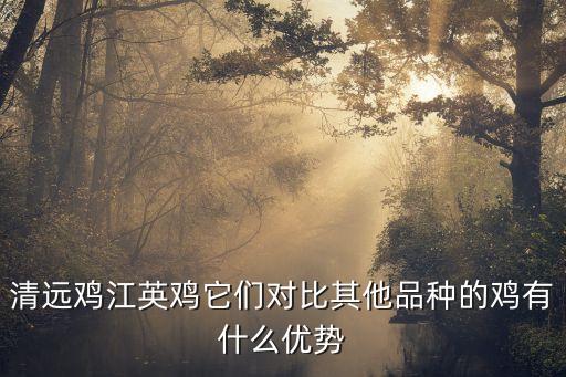 清远鸡，清远鸡江英鸡它们对比其他品种的鸡有什么优势