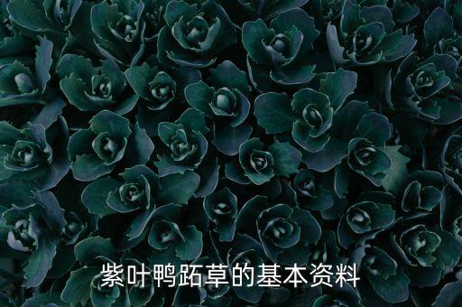 鸭跖草，紫叶鸭跖草的基本资料