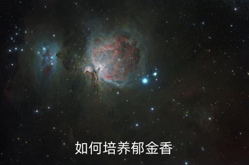 如何培养郁金香