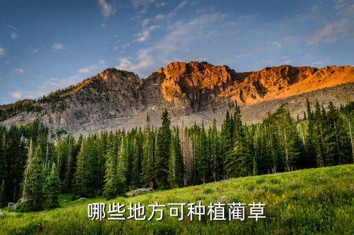 哪些地方可种植蔺草
