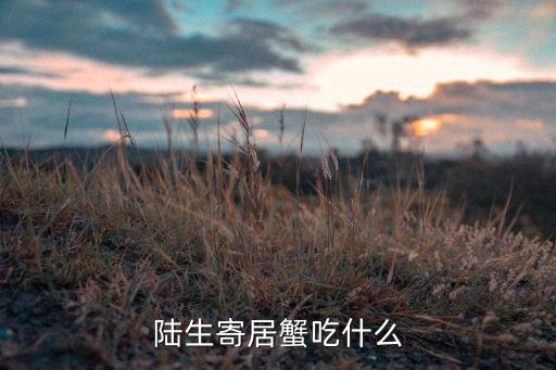 陆生寄居蟹吃什么