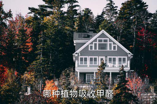 吸收甲醛的植物，哪种植物吸收甲醛