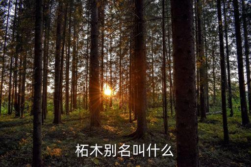 柘木别名叫什么
