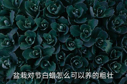 对节白蜡，对节白蜡为何是稀世珍宝