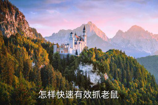 怎样快速有效抓老鼠