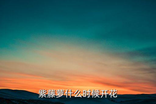 紫藤萝什么时候开花