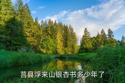 莒县浮来山银杏书多少年了