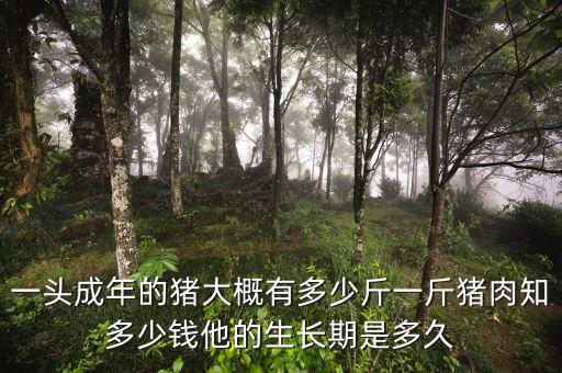 一头成年的猪大概有多少斤一斤猪肉知多少钱他的生长期是多久