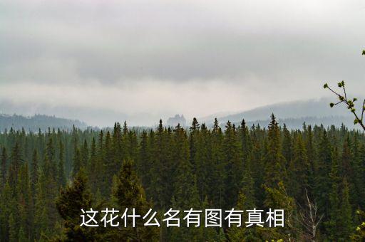 这花什么名有图有真相