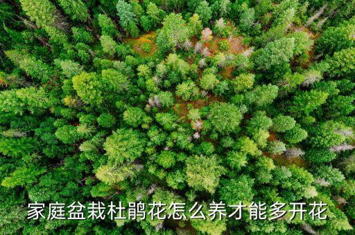 四季杜鹃，家庭盆栽杜鹃花怎么养才能多开花